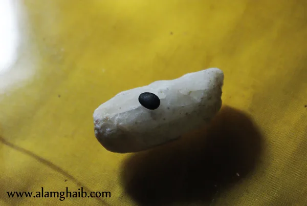 Batu Cincin Waji Jelapak