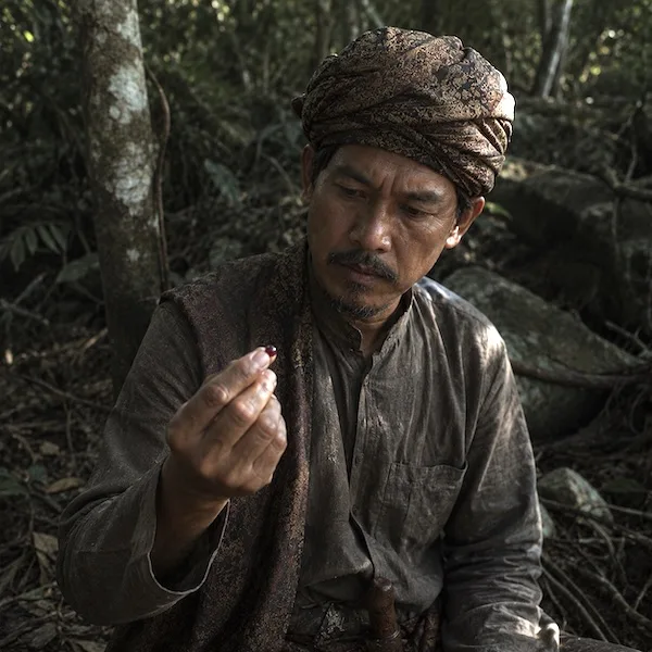 Geliga Semut Api